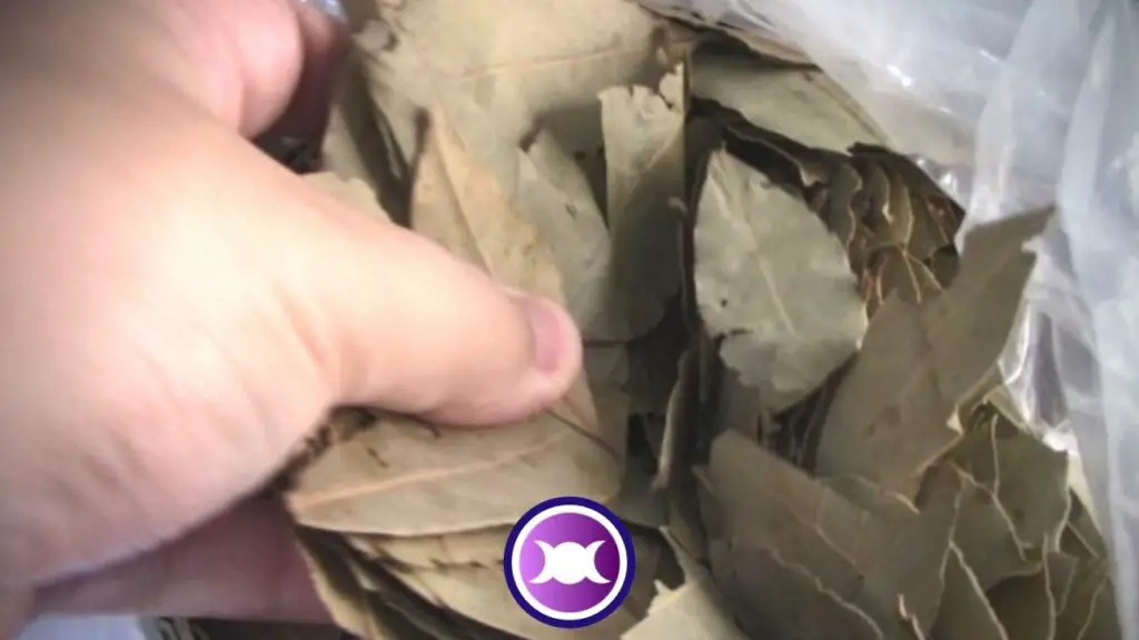 I picture of the bay leaves I use for this full moon spell