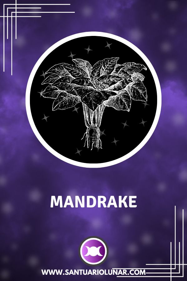 Symbols of Hecate - Oracle of Hecate - 13 Mandrake
