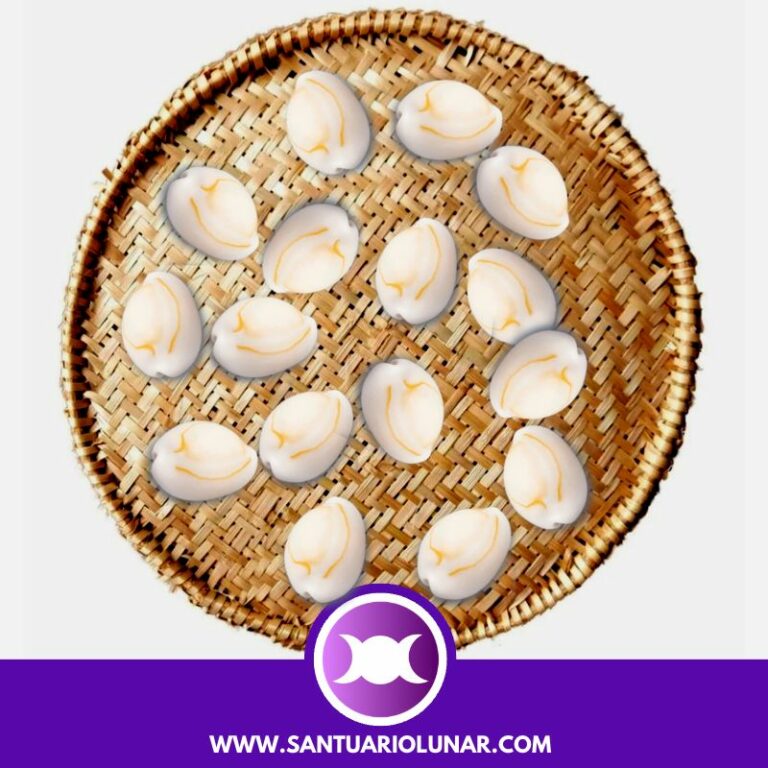 16 Cowrie Shells spiritual meaning + Free Shell reading