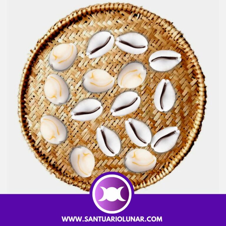 16 Cowrie Shells spiritual meaning + Free Shell reading